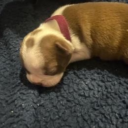 Brown girl fuchsia purple - Red female Boston Terrier puppy in Taylorsville, North Carolina from Jessica's Boston Terriers