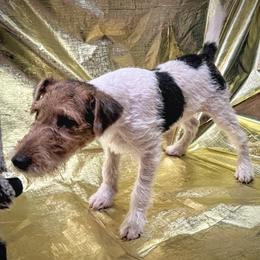 First-born Boy - White black and tan male Wire Fox Terrier puppy in Ennis, Texas from Syrayed Farm
