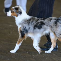 Iko - Miniature Australian Shepherd