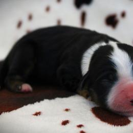 Girl 1 - female Miniature Australian Shepherd puppy in Menomonee Falls, Wisconsin from Hunt N Oaks