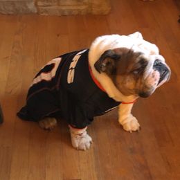 Bulldog All Grown Up from Guinn’s Bulldogs