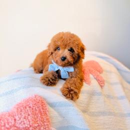 Ray - Apricot male Goldendoodle puppy in Elizabethtown, Kentucky from Reddy Poodles & Doodles
