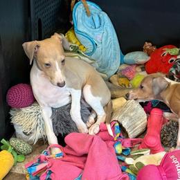 Sweet boy 3 - Fawn male Italian Greyhound puppy in North Carolina from Celtic Sighthounds
