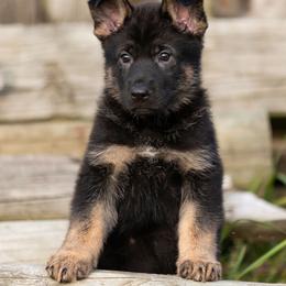 Morgan - Black and tan female German Shepherd puppy in Linesville, Pennsylvania from Shenango Valley Shepherds