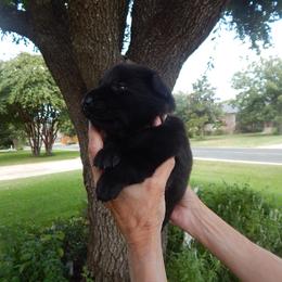 Ms Pink - Black female German Shepherd puppy in Round Rock, Texas from Your Next Puppy