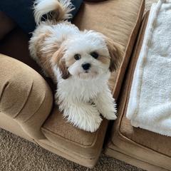 Assorted Doodle Crosses, Bernedoodle, Cockapoo, and Shichon All Grown Up from Shondel Puppy Paws