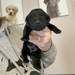 Zepbound - Black male Labrador Retriever puppy in South Lyon, Michigan from Matoskah Meadows Labradors