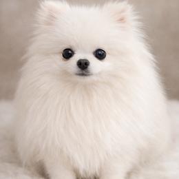 Ginny - Pomeranian