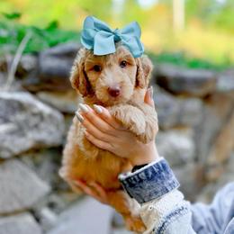 Whitney - Apricot female Goldendoodle puppy in North Carolina from Tuxedo Mountain Doodles