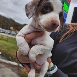 Dachshund Puppies from The Wienery