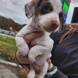 Dachshund Puppies from The Wienery