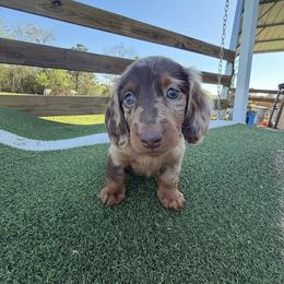 Diesel - Dapple male Dachshund puppy in Pollok, Texas from Magnolia Kennels