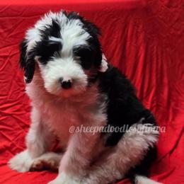 John - Black and white male Sheepadoodle puppy in Iowa Falls, Iowa from Sheepadoodles of Iowa