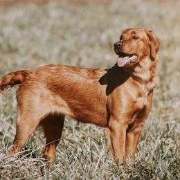 Echo - Golden Retriever