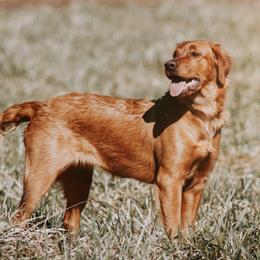 Echo - Golden Retriever