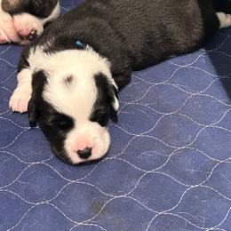 Oslo (Blue Collar) - Black and white male Cardigan Welsh Corgi puppy in Greensboro, North Carolina from Wynnewood Kennels