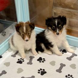 JILL - Sable & white female Toy Shetland Sheepdog puppy in Livonia, Michigan from M7’s Shelties, Toonies & AussieDoodles