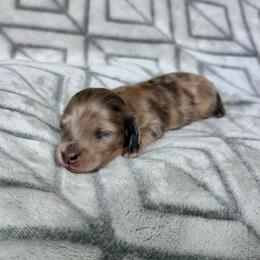 Cream Brindle Dapple Longhair Boy 5000 - Dapple male Dachshund puppy in Pauls Valley, Oklahoma from Simply Happy Dachshunds
