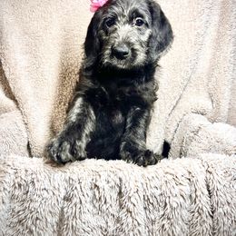 Labradoodle, Labrador Retriever, and Poodle Puppies from L & R Kennel