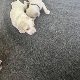 Cockapoo Puppies from Brevard County Cockapoos
