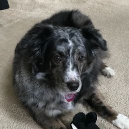 Australian Shepherds from Patricia Brown
