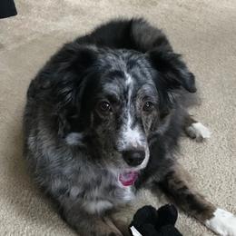 Australian Shepherds from Patricia Brown