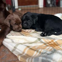 Labrador Retriever Puppies from Knotty Creek Labradors