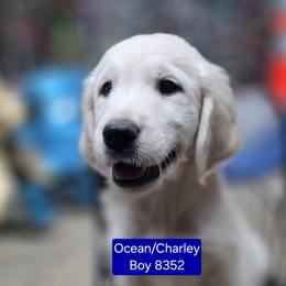 Ocean boy one - Light golden male Golden Retriever puppy in Niles, Michigan from Christiana Creek Goldens