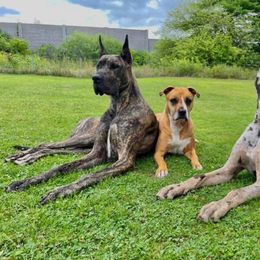 Great Dane Puppies from F&B Kennels