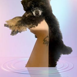 Poodle Puppies from KM AKC Toy poodles