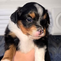 Miss Violet - Black tri female Toy Australian Shepherd puppy in Dolan Springs, Arizona from High Desert Companions