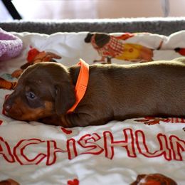 Rummie - Chocolate and tan male Dachshund puppy in Dunnellon, Florida from Southern Class with Sass Doxies