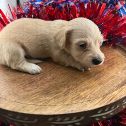 MWM4 cream or red - Cream male Dachshund puppy in Carthage, Texas from Rafter C Ranch Doxies