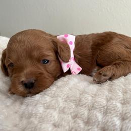 Cece - Red female Cavapoo puppy in Yuciapa, California from AlltheDoodlez_