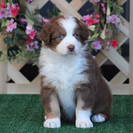 Chicago - Red tri-color male Australian Shepherd puppy in Circleville, Utah from Canyon Creek Aussies