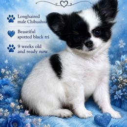 Patches - Black and white male Chihuahua puppy in Hebron, North Dakota from Dakota Heart Chihuahuas