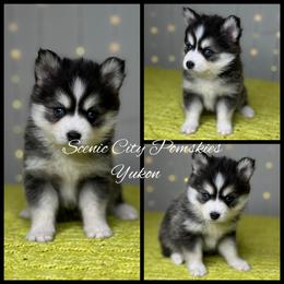 Yukon - Gray and white male Pomsky puppy in Rossville, Georgia from Scenic City Pomskies