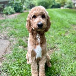 Ruby - Goldendoodle