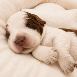 Duke - Liver white and roan male English Springer Spaniel puppy in Fort White, Florida from Thunderbird Springers