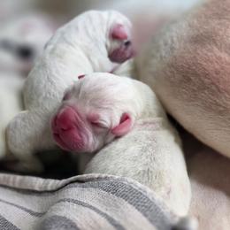 Frisky - White female American Bulldog puppy in Homer, Georgia from Valor American Bulldogs
