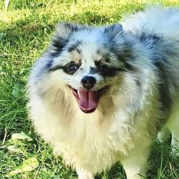 Zsa Zsa - Pomeranian