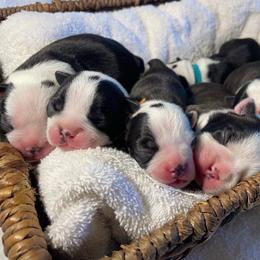 Boston Terrier Puppies from So Cal Boston’s
