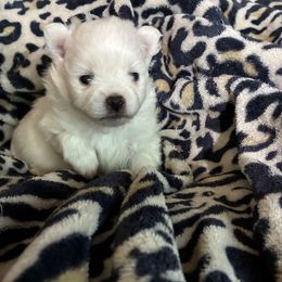 Smallest male - White male Pomeranian puppy in Rhode Island from Heartfelt Kennels