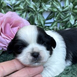 Autumn - Black and white female Shih Tzu puppy in Claremont, California from Lovable Shih Tzus