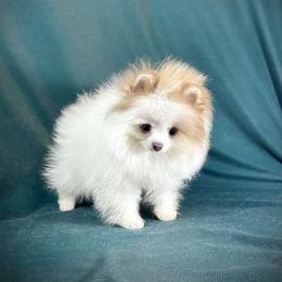 BUFFY - Orange parti male Pomeranian puppy in Mobile, Alabama from Cynthia's Poms