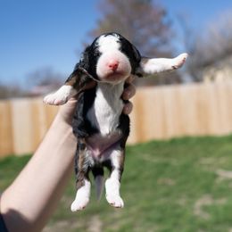 Bernedoodle, Cavapoo, Goldendoodle, and Poodle Puppies from Wasatch Pup