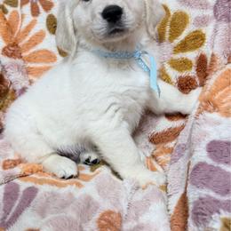 Lt blue boy - Light golden male Golden Retriever puppy in Tylertown, Mississippi from Southern Paws, LLC
