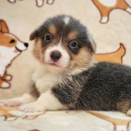 Orion - Blue male Pembroke Welsh Corgi puppy in Warrensburg, New York from The Adirondack Corgi