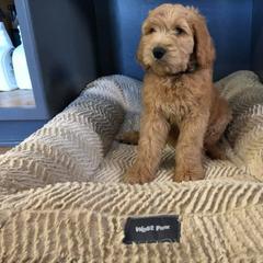Golden Retriever, Goldendoodle, and Sheepadoodle Puppies from Farmstead 51