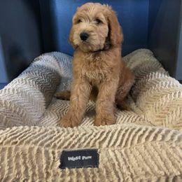 Golden Retriever, Goldendoodle, and Sheepadoodle Puppies from Farmstead 51